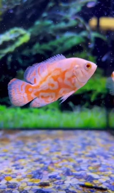 Fish & aquarium 03268301979