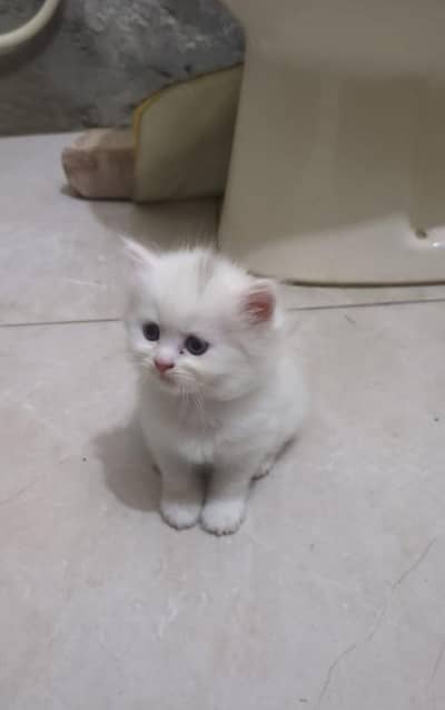 White Persian kitten