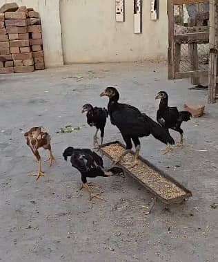 Mianwali aseel chicks|lakha aseel|Qandhari/parrot beak aseel_long tail