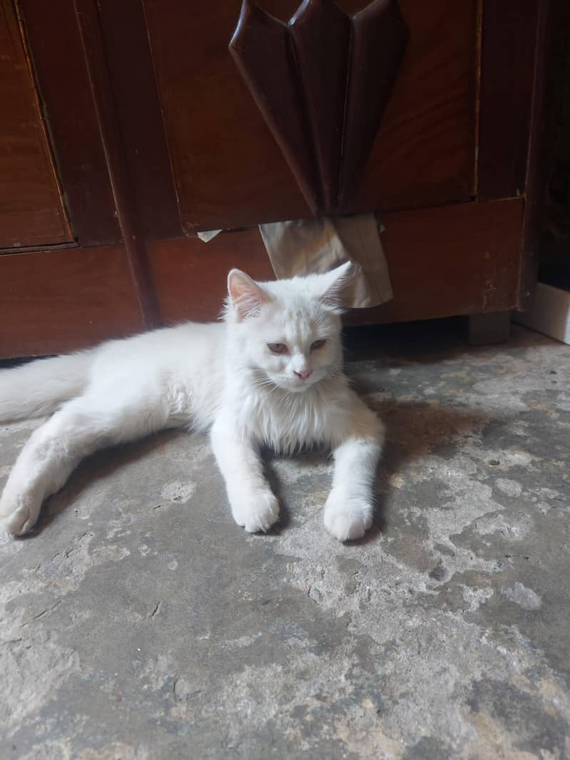 pure pursion cats 0