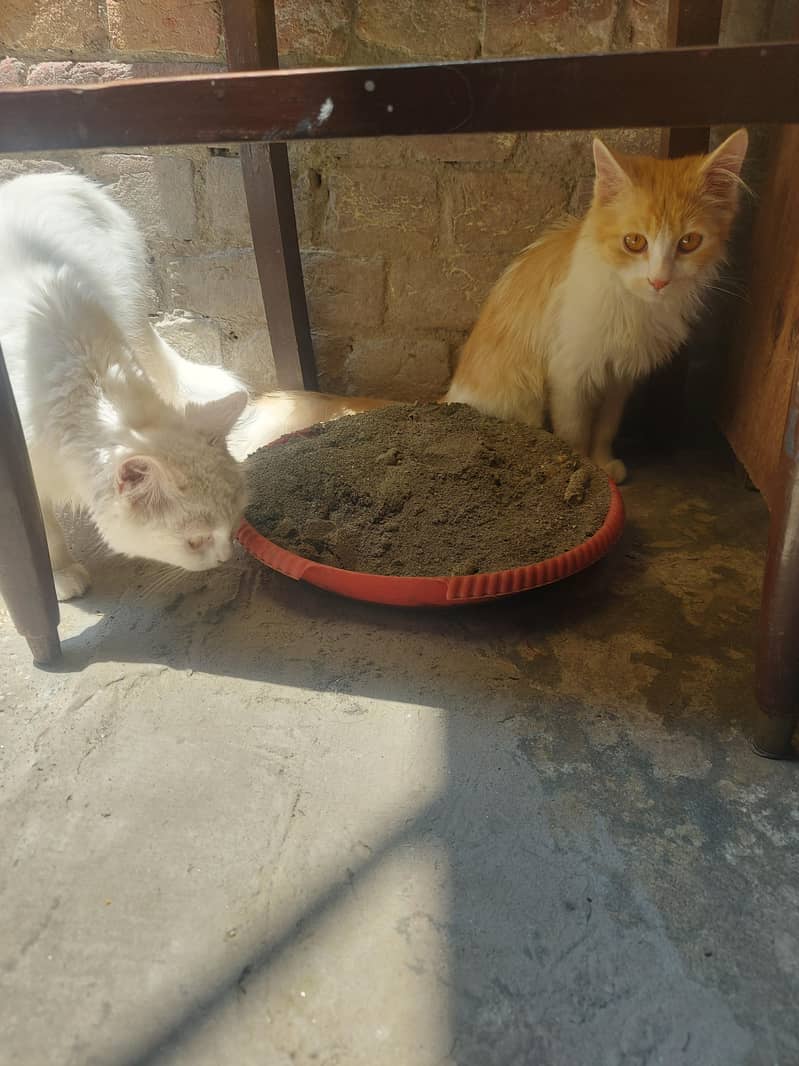 pure pursion cats 1