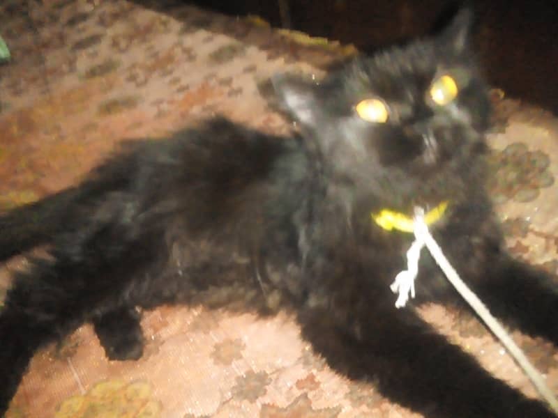 good cat 0