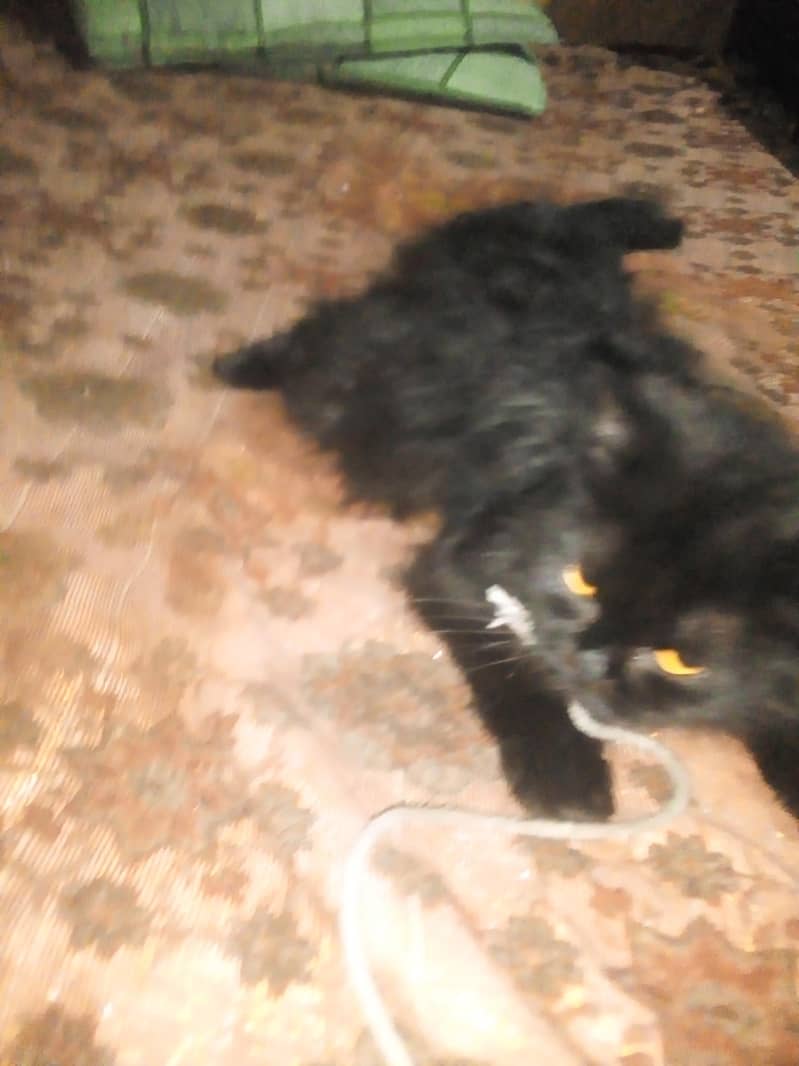 good cat 1