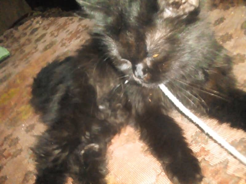 good cat 2