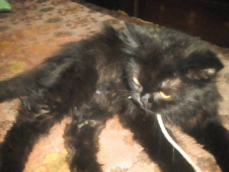 good cat 3