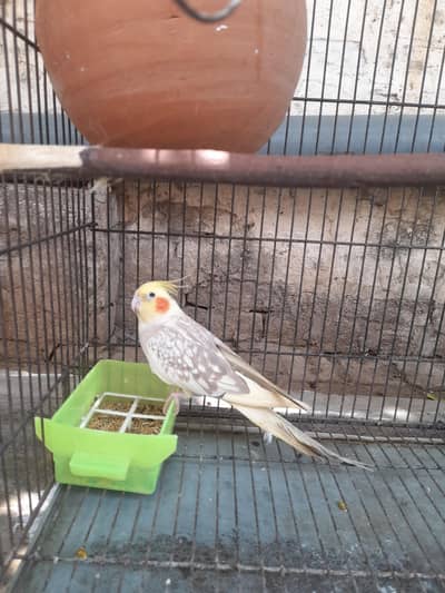 cocktail breader pair for sale