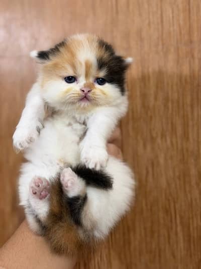 Quality Persian Punchface cat & kitten. moreWhatsApp 03286040437