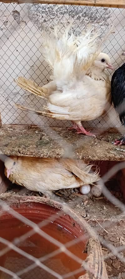 Lakka peigon fancy breeder pair