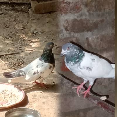 pigeons pair for sale