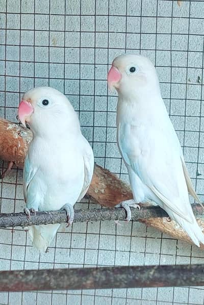 Albino Black Eye Love Bird Pair | Healthy & Active Breeding Pair