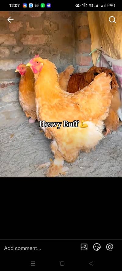 Urgent For Sale eggs laying All hens Total Hens  3 / 1 murga