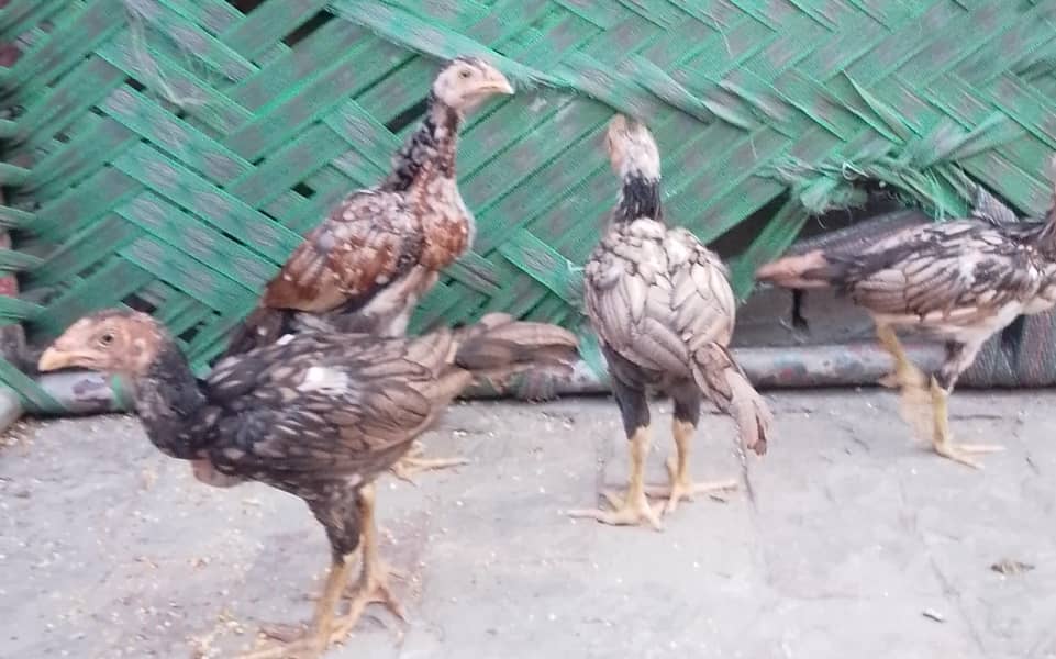 4 Chiks 0