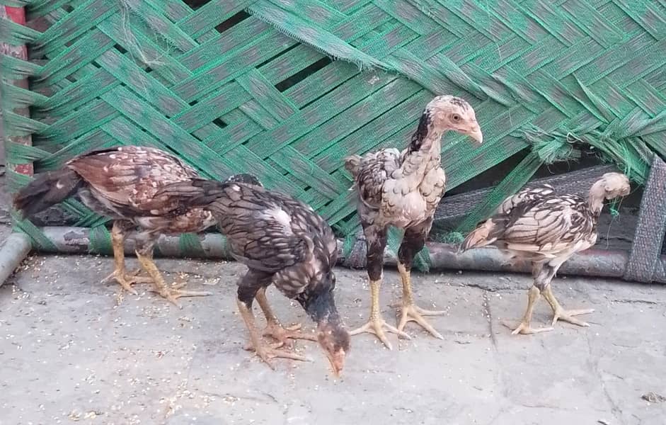 4 Chiks 1