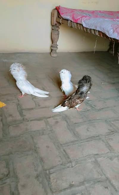 jacobine chicks forsale