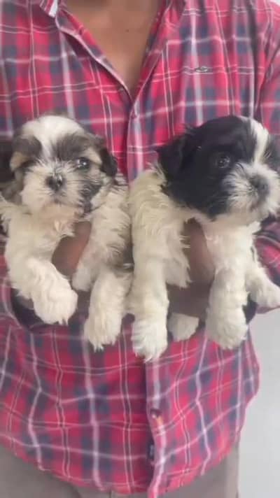 Teacup size shitzu puppies available