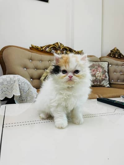 Quality Persian Punchface cat & kitten. moreWhatsApp 03286040437