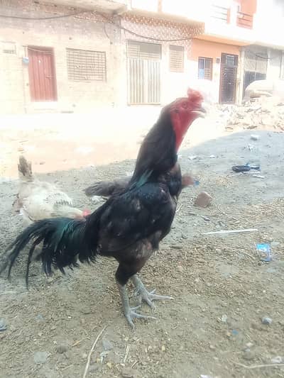 aseel murga