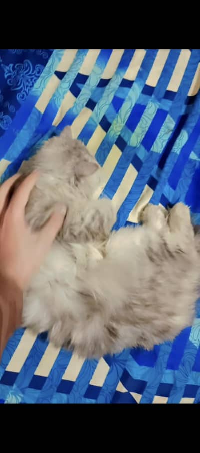 persian cat with 2 baby