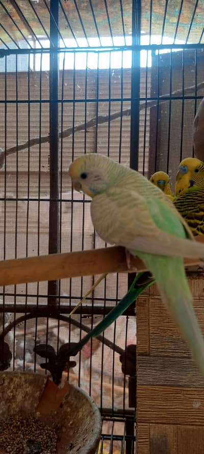 Australian Rainbow budgie 4 pair
