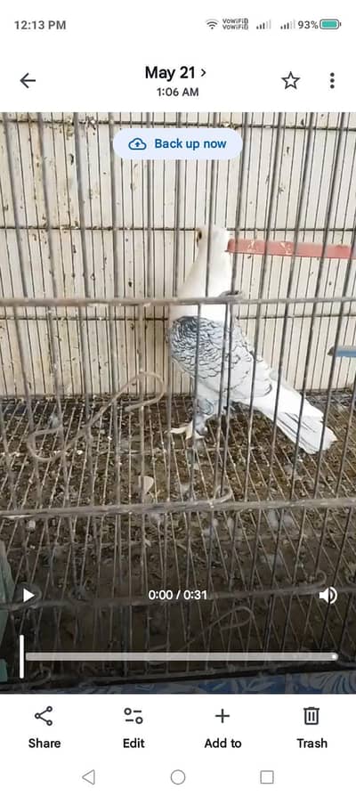 fancy pigeons (mukhi, lahori sherazi, santinate)
