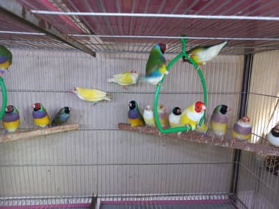 Top Quality Home Breed Exotic Gouldian Finches n Bangelese for Sale