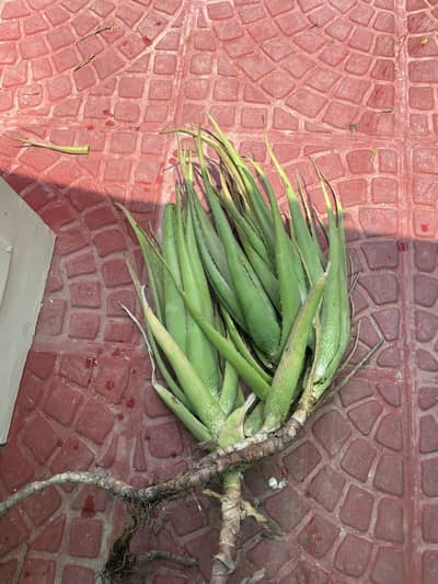 Aloe Vera - free