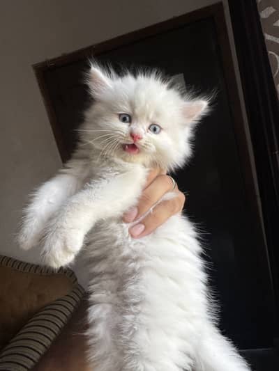Persian kittens pure breed
