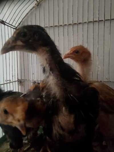 Buyitifull chicks