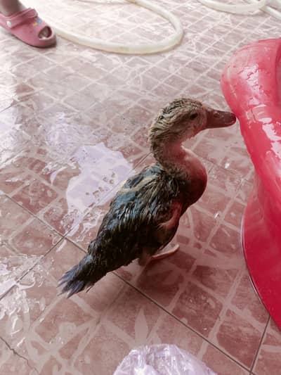 Ducks for sale