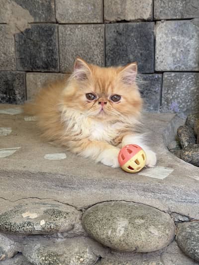 Piki Face Kitten