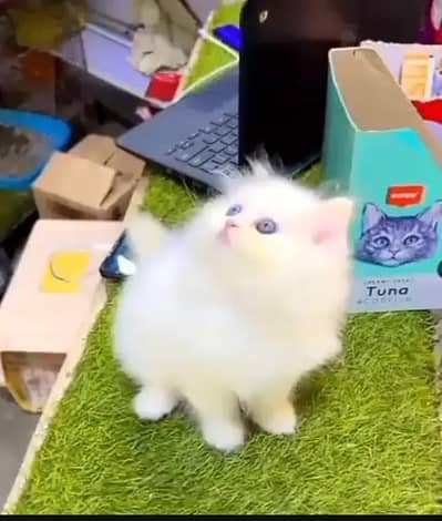 (Persian female kitten) (for sale all) (Pakistan delivery available)