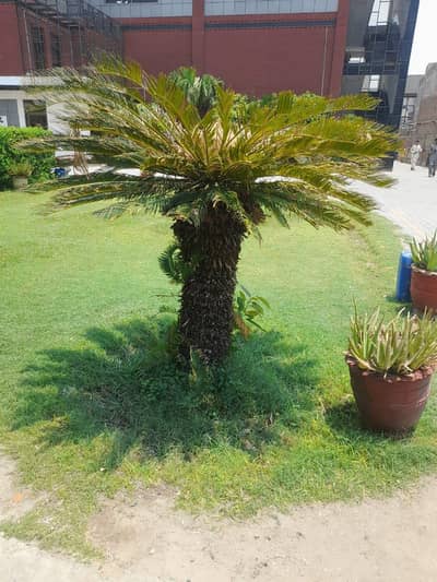 Selling Kanghi Palm 4 feet to 5 feet