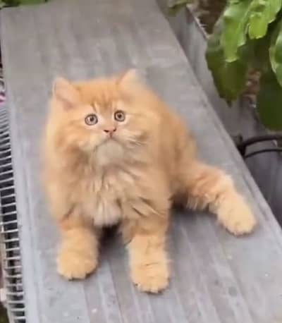 Quality Persian Punchface cat & kitten. moreWhatsApp 03286040437