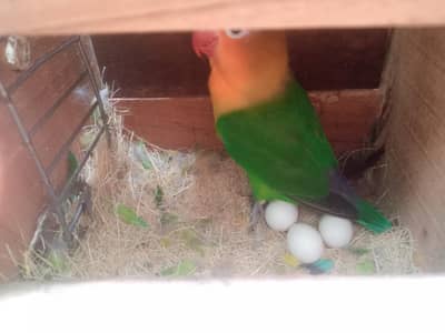 Love birds