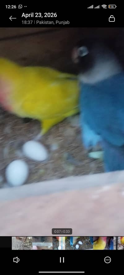 love bird confirm breeder pair