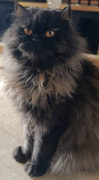 Persian punch face
