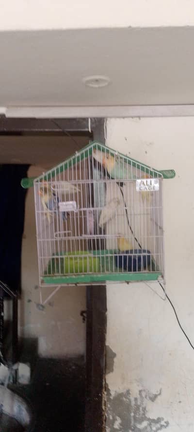 LOVE BIRDS PHATHY