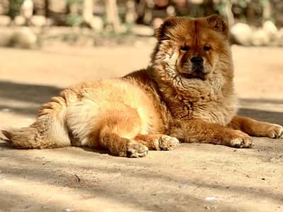 chow chow female