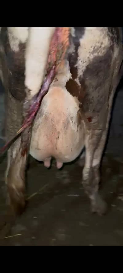 Holstein Friesian HF cross Cow / Gaye / Jersey/ Cholistani