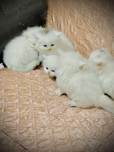 Persian kittens | Triple Coat | punch face | kittens for sale