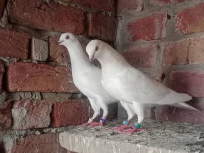 High Low Flayer baredar pair and babes 3 pair 6 babes