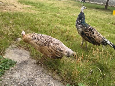 for sell peacock age 1 year blue shoulder indian pecock