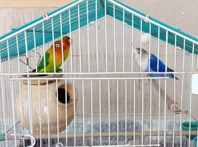 Love bird pair and one extra male