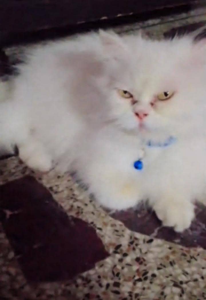 Persian 0