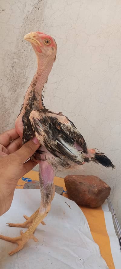 Shamo Aseel Pathay Shamo Chicks Japanese Shamo Murga Patha 03098573144