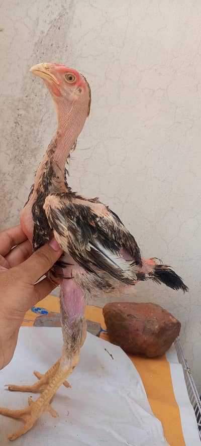 Shamo Aseel Pathay Shamo Chicks Japanese Shamo Murga Patha 03098573144