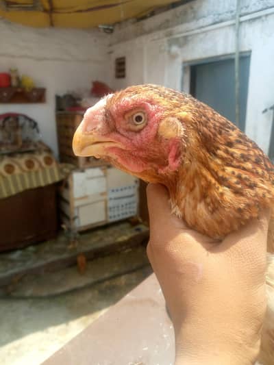 Parrot Beak for Sale