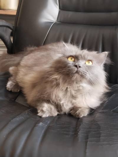 Persian male cat golden eyes