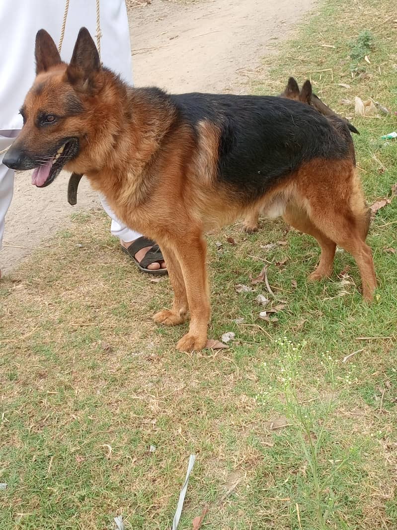 dog's 0
