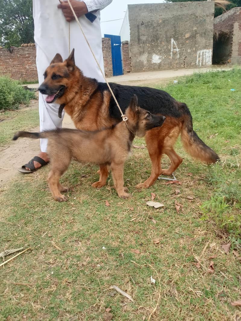 dog's 1